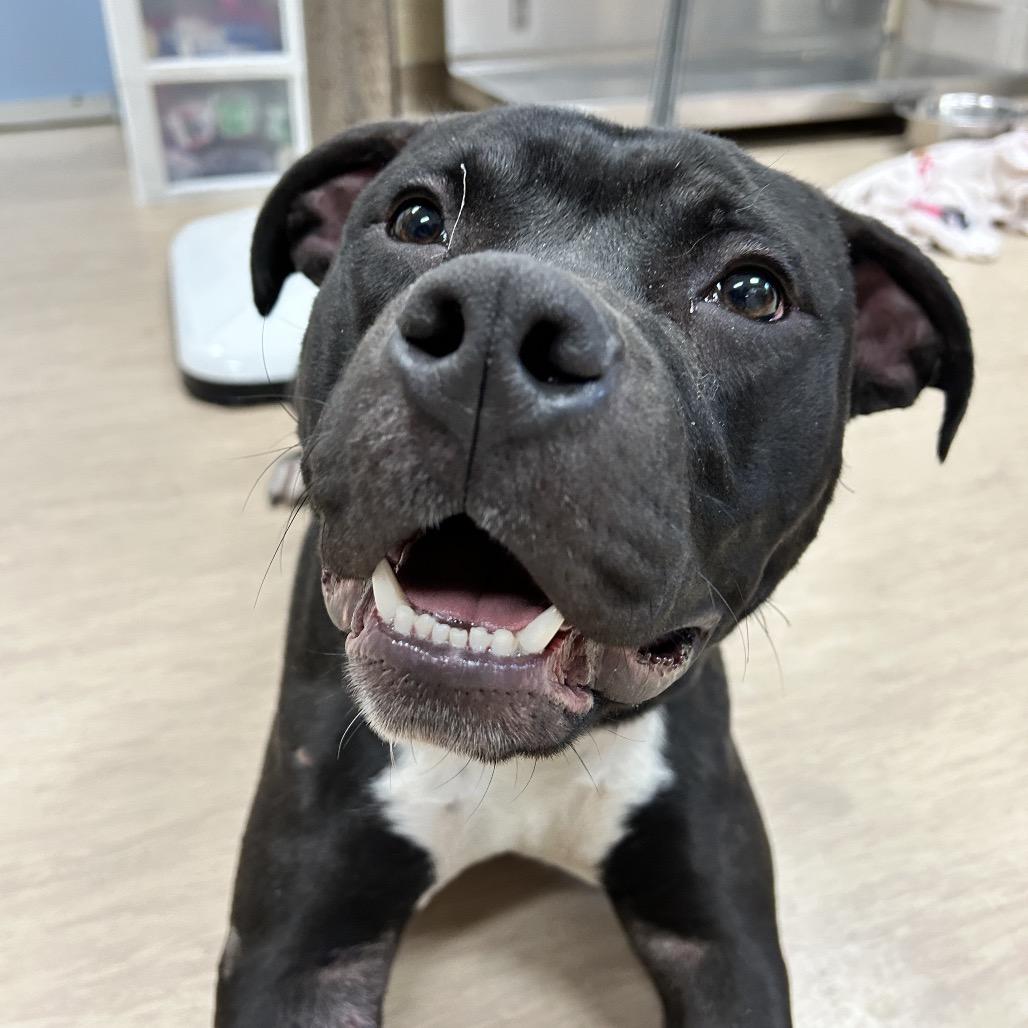 Enlarge Truman, a Adoptable Mixed Breed in Pittsburgh, PA image 5/6