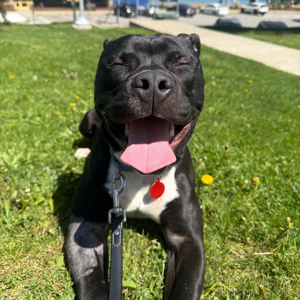 Enlarge Truman, a Adoptable Mixed Breed in Pittsburgh, PA image 6/6