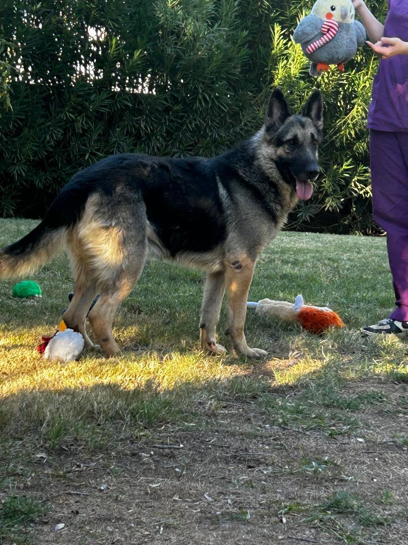 Champ, Adoptable, Young Male German Shepherd Dog.