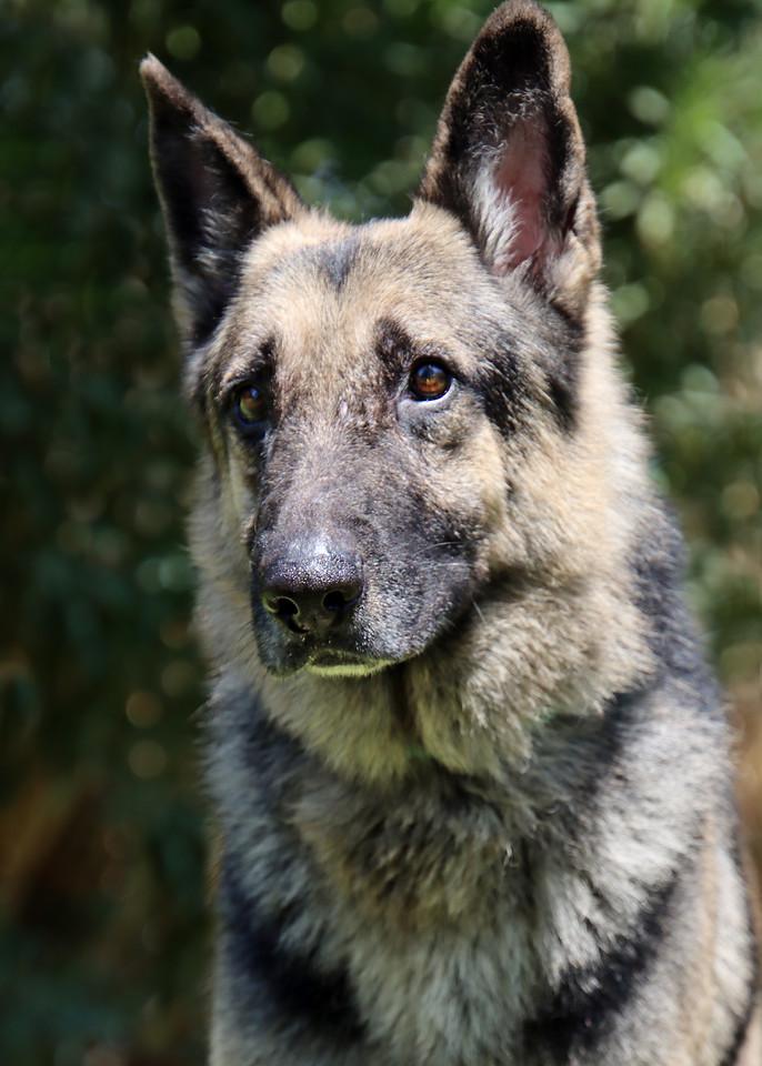 Enlarge Champ, a Adoptable German Shepherd Dog in Glendale, AZ image 3/6