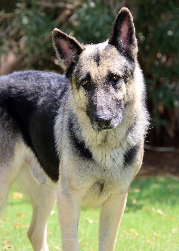 Enlarge Champ, a Adoptable German Shepherd Dog in Glendale, AZ image 4/6
