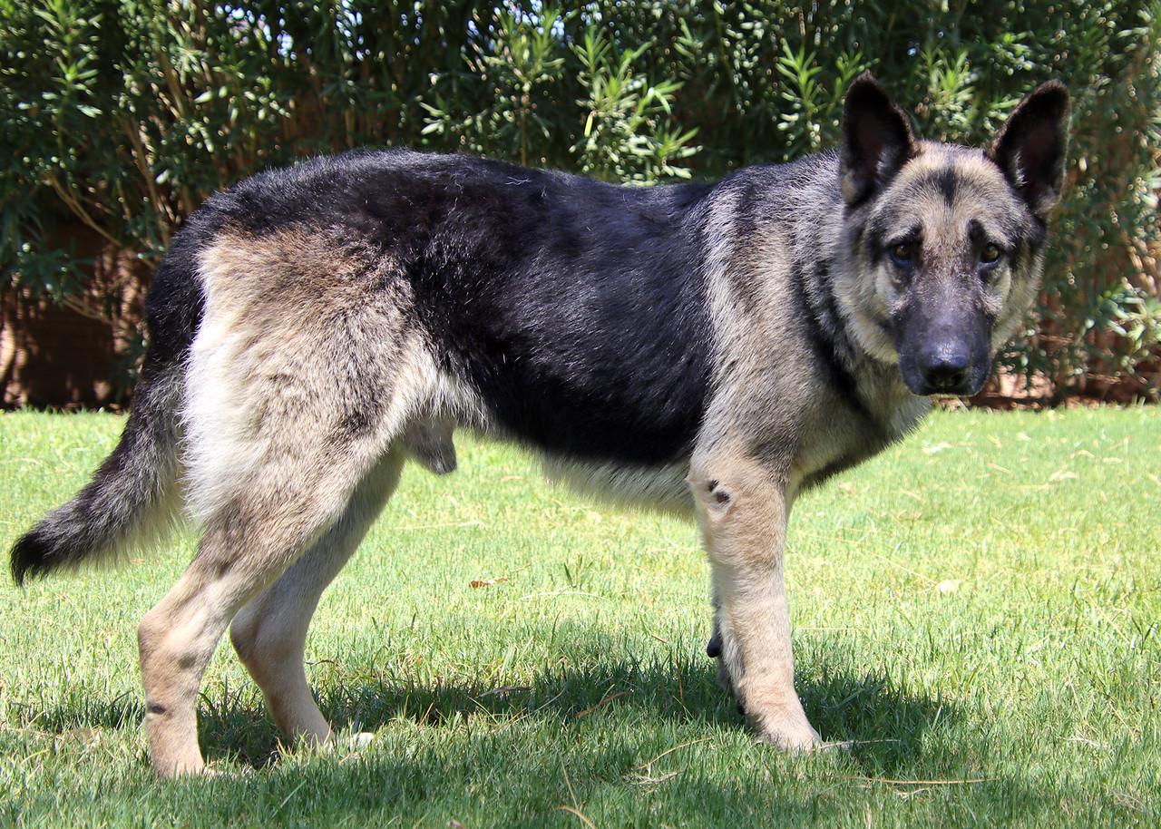 Enlarge Champ, a Adoptable German Shepherd Dog in Glendale, AZ image 5/6