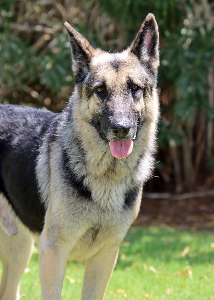Champ, Adoptable, Young Male German Shepherd Dog.