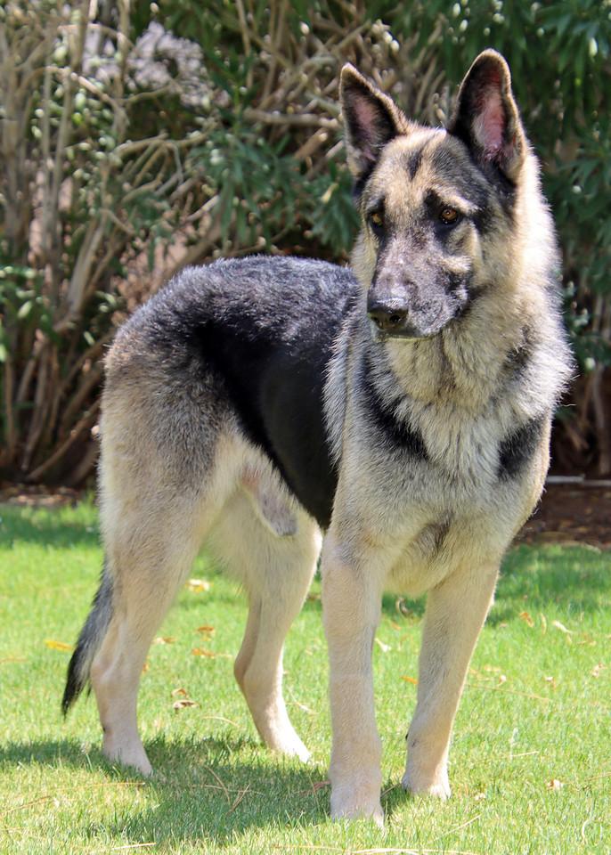 Enlarge Champ, a Adoptable German Shepherd Dog in Glendale, AZ image 6/6