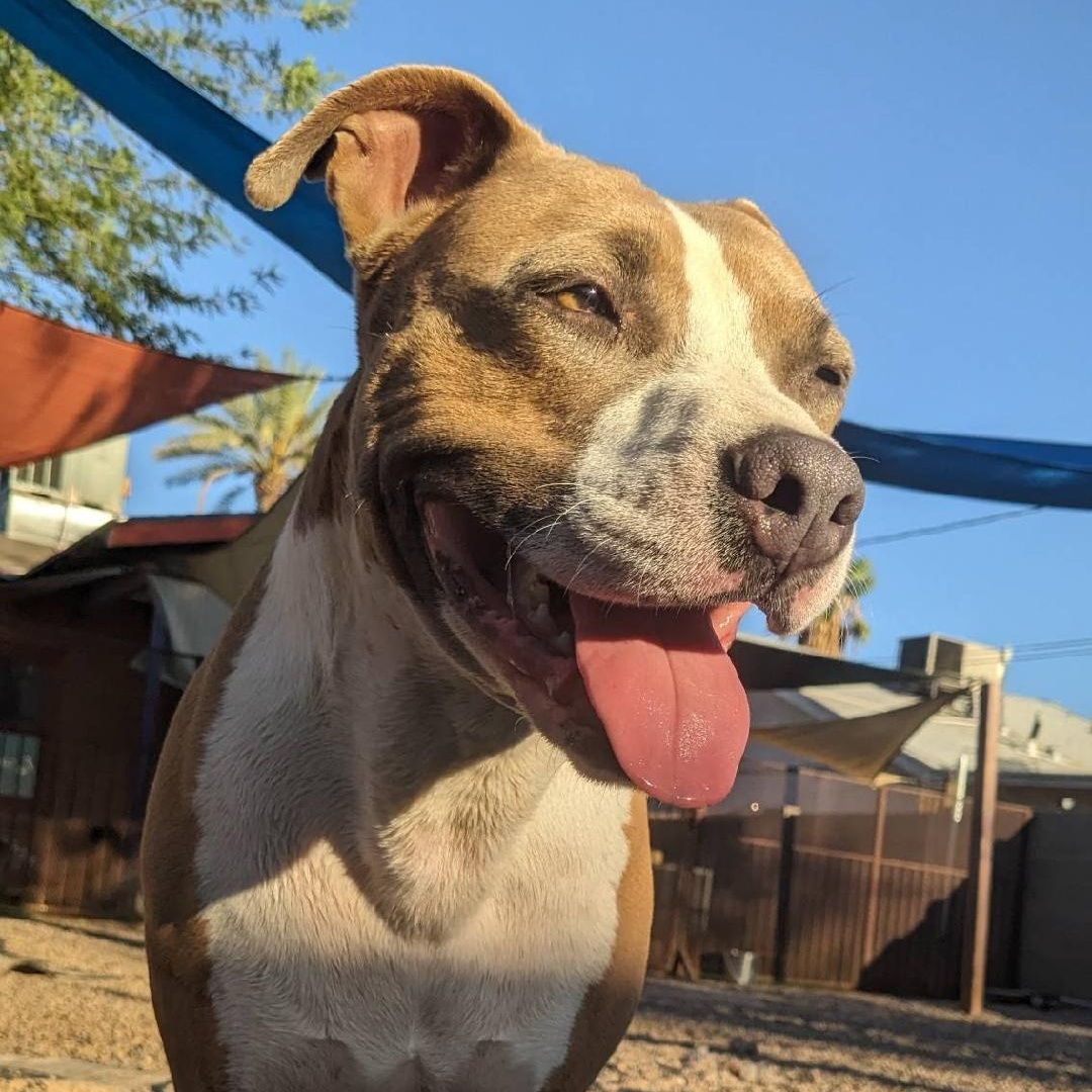 Dezi, a Adoptable mixed breed in Phoenix, AZ image 4/6