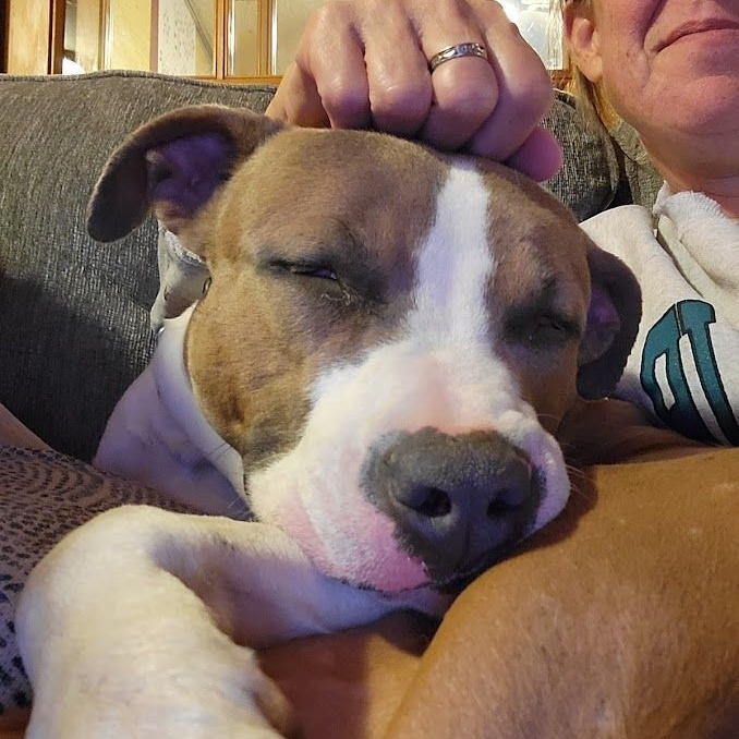 Dezi, a Adoptable mixed breed in Phoenix, AZ image 6/6