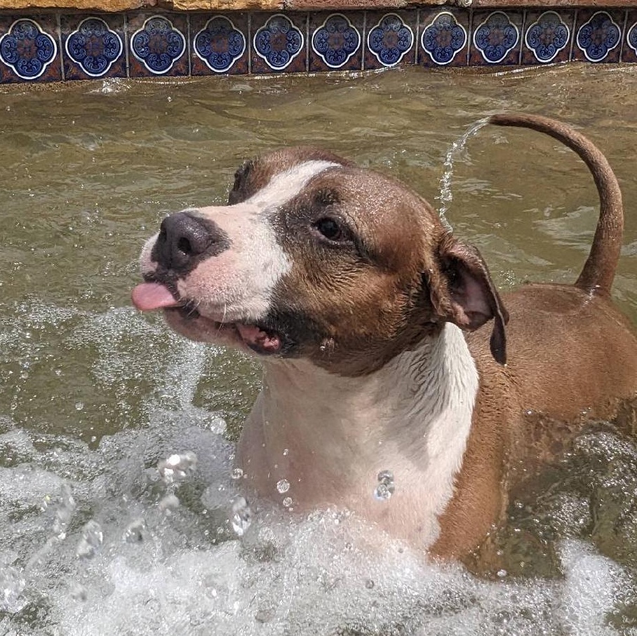 Dezi, a Adoptable mixed breed in Phoenix, AZ image 2/6