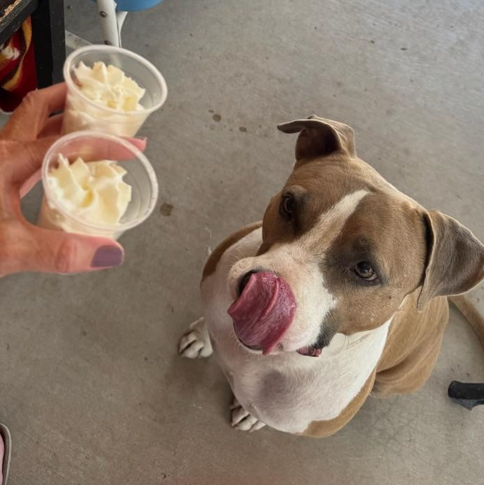 Dezi, a Adoptable mixed breed in Phoenix, AZ image 3/6