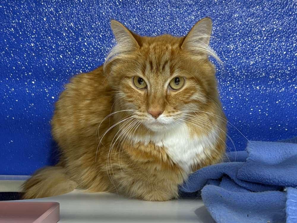 Ozzy, Adoptable, Adult Male Domestic Medium Hair.