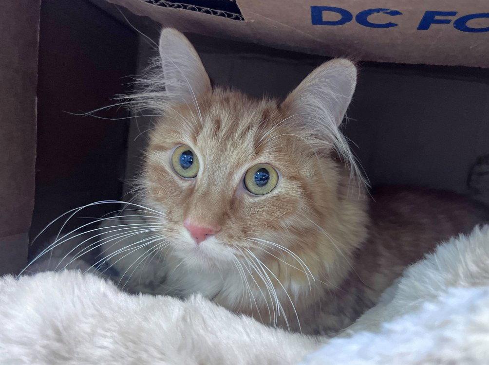 Enlarge Ozzy, a Adoptable Domestic Medium Hair in Colorado Springs, CO image 2/3