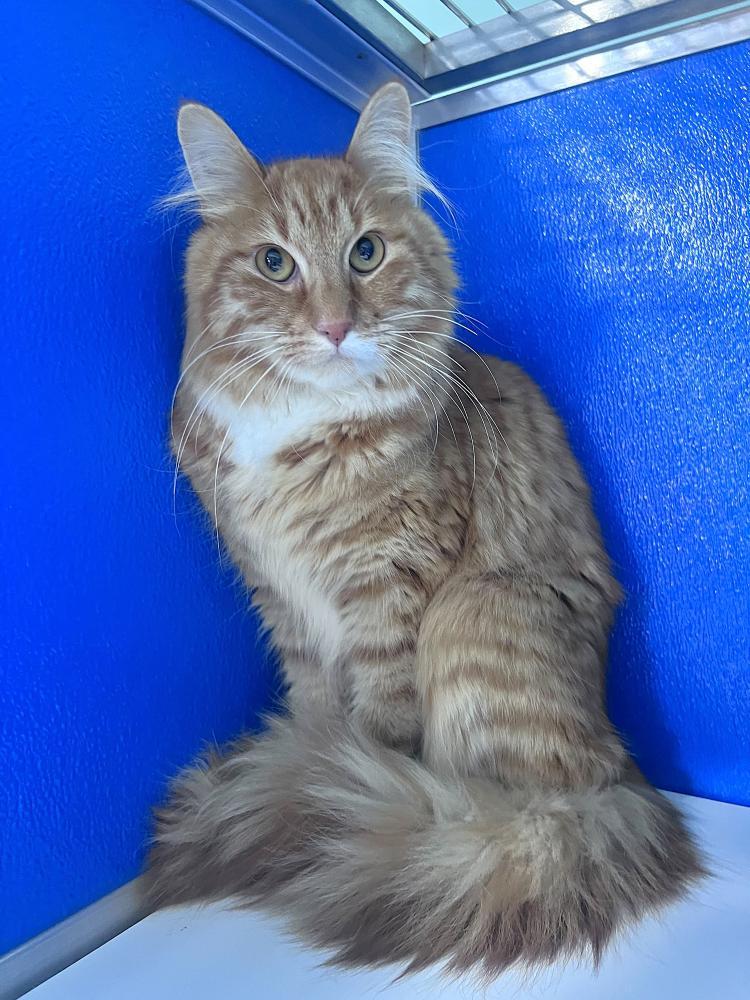 Enlarge Ozzy, a Adoptable Domestic Medium Hair in Colorado Springs, CO image 3/3