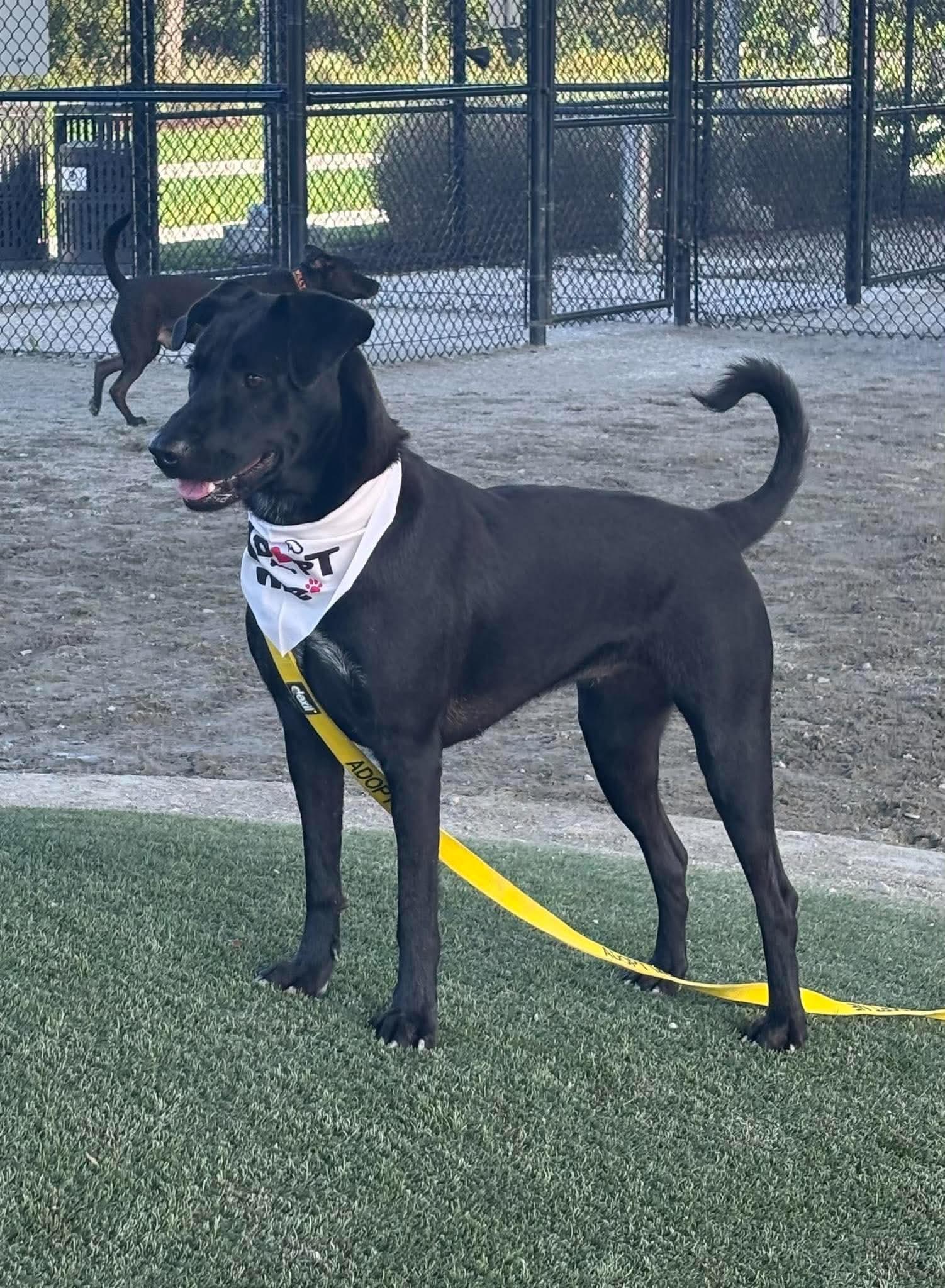 Enlarge Buffy F.K.A. Coven, a Adoptable mixed breed in Wando, SC image 5/5
