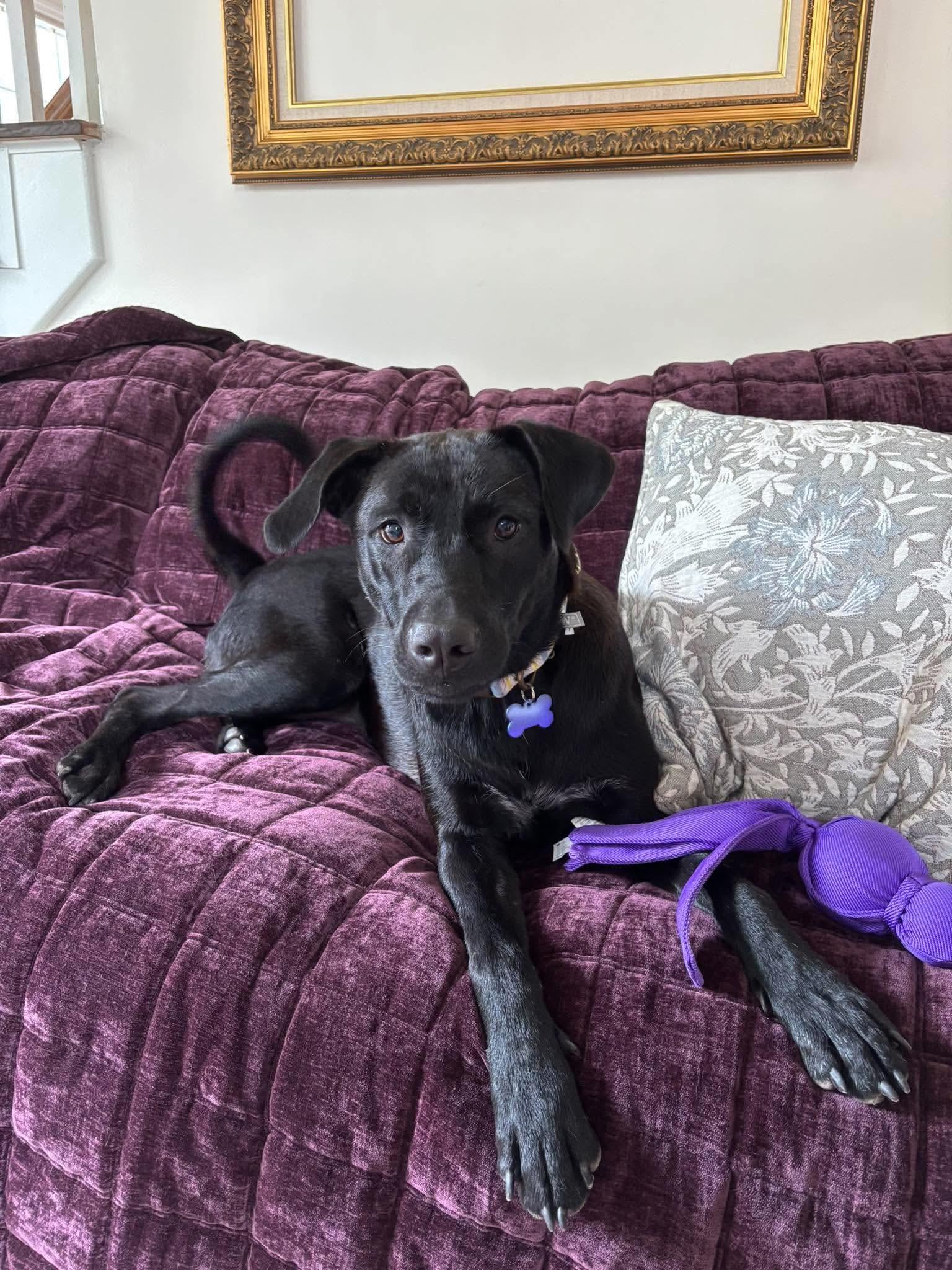Enlarge Buffy F.K.A. Coven, a Adoptable mixed breed in Wando, SC image 2/5
