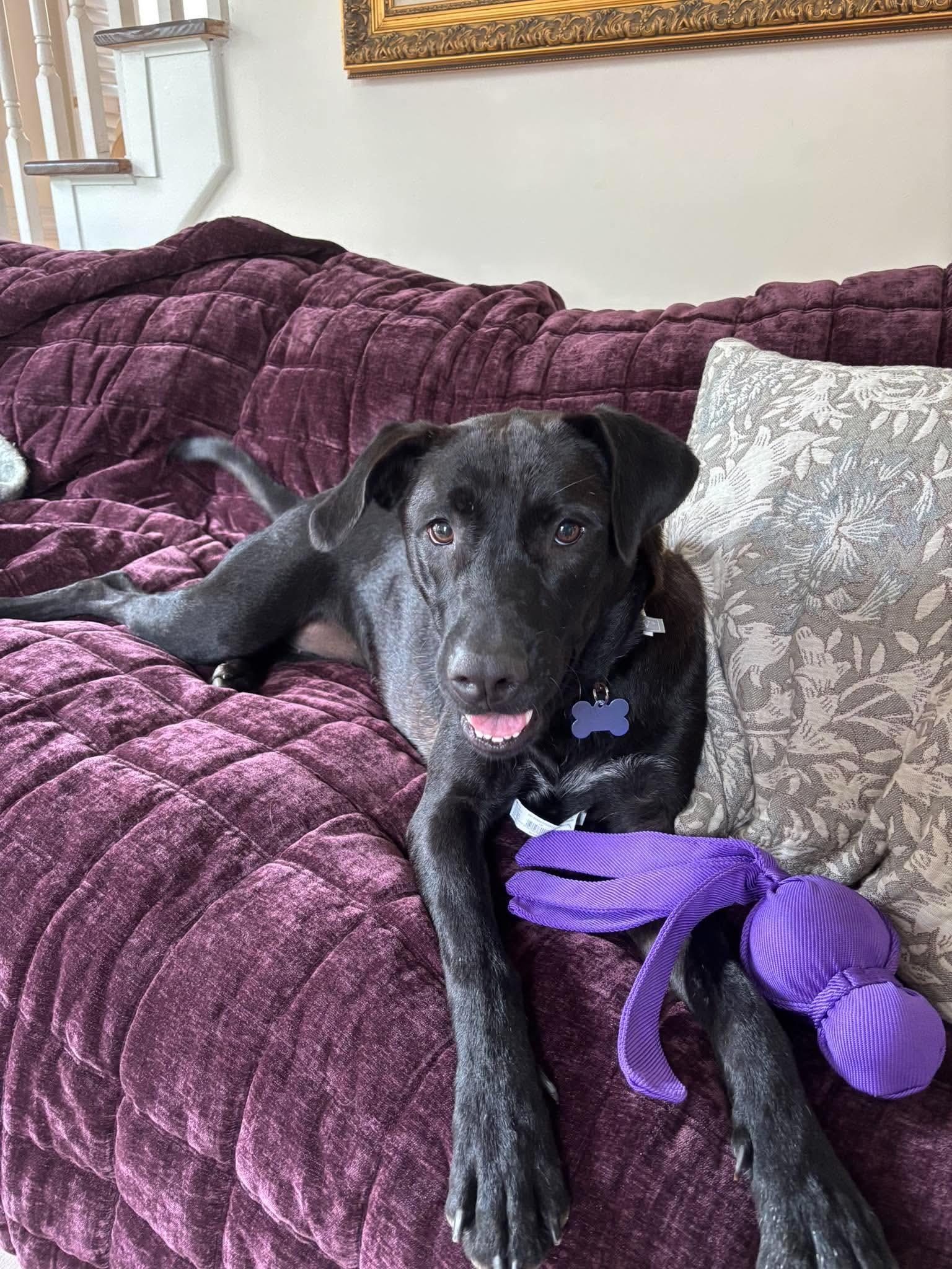 Buffy F.K.A. Coven, Adoptable, Young Female Labrador Retriever.