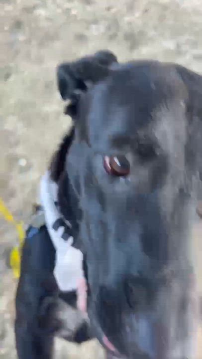 Enlarge Buffy F.K.A. Coven, a Adoptable mixed breed in Wando, SC video 4/5