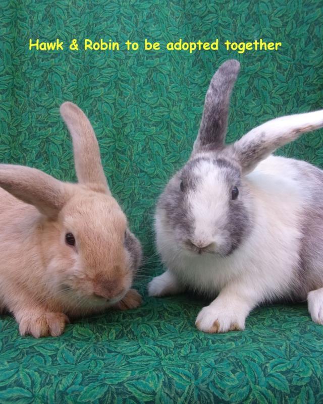 HAWK, Adoptable, Adult Male Bunny Rabbit.