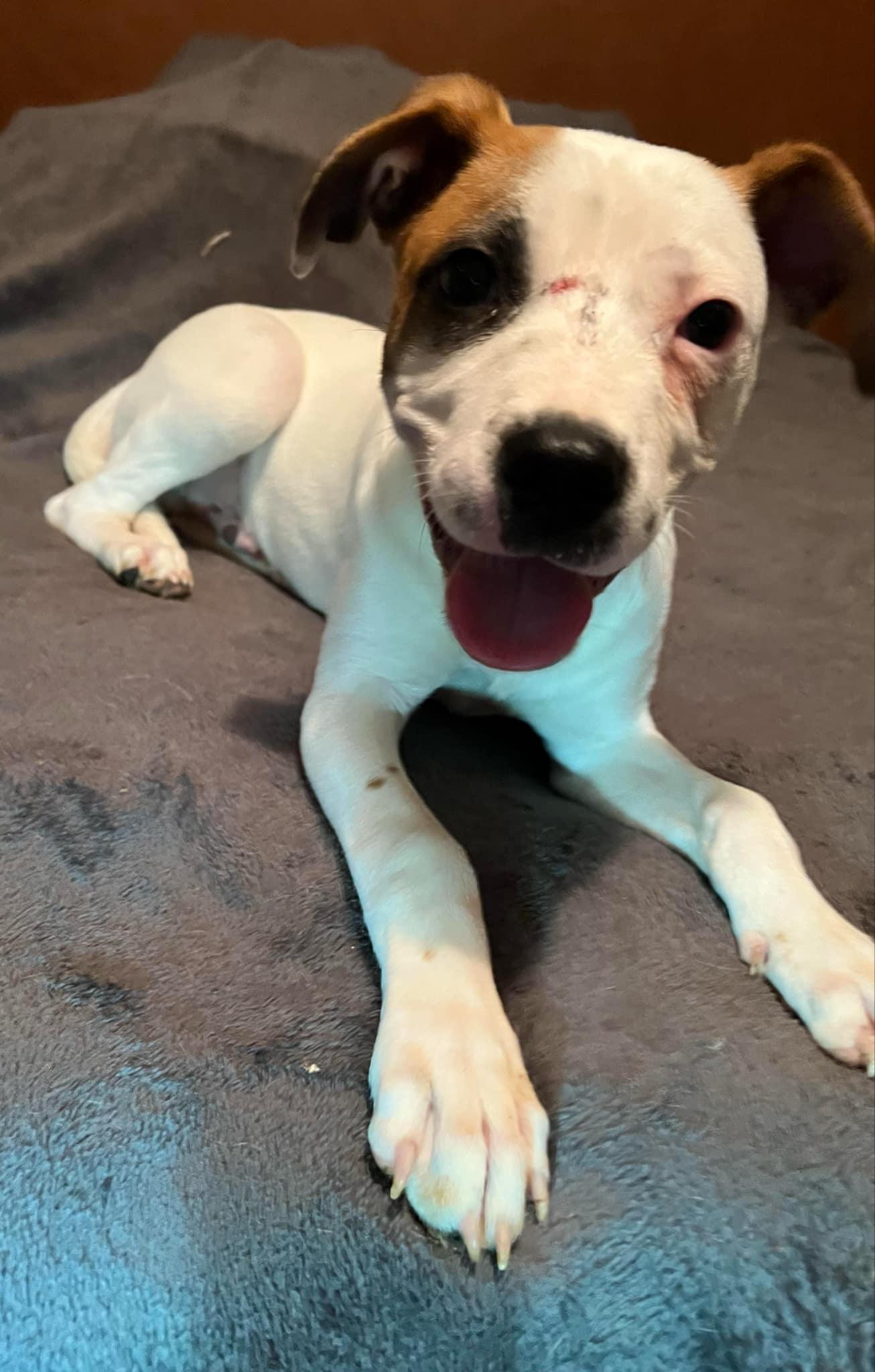 Miller, Adoptable, Puppy Male Boxer.