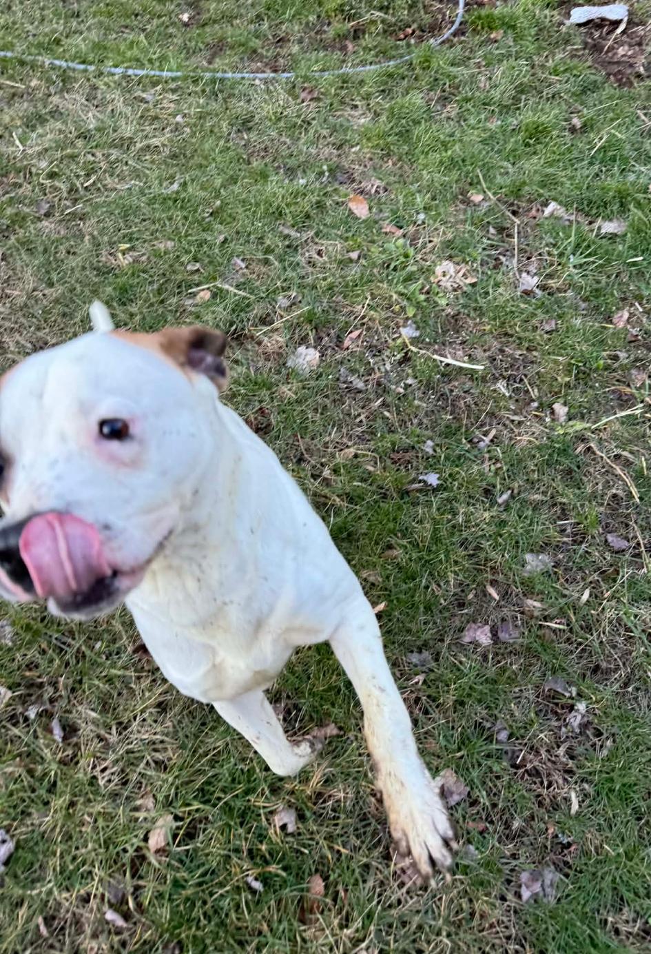 Enlarge Miller, a Adoptable Boxer in Shakopee, MN image 1/3