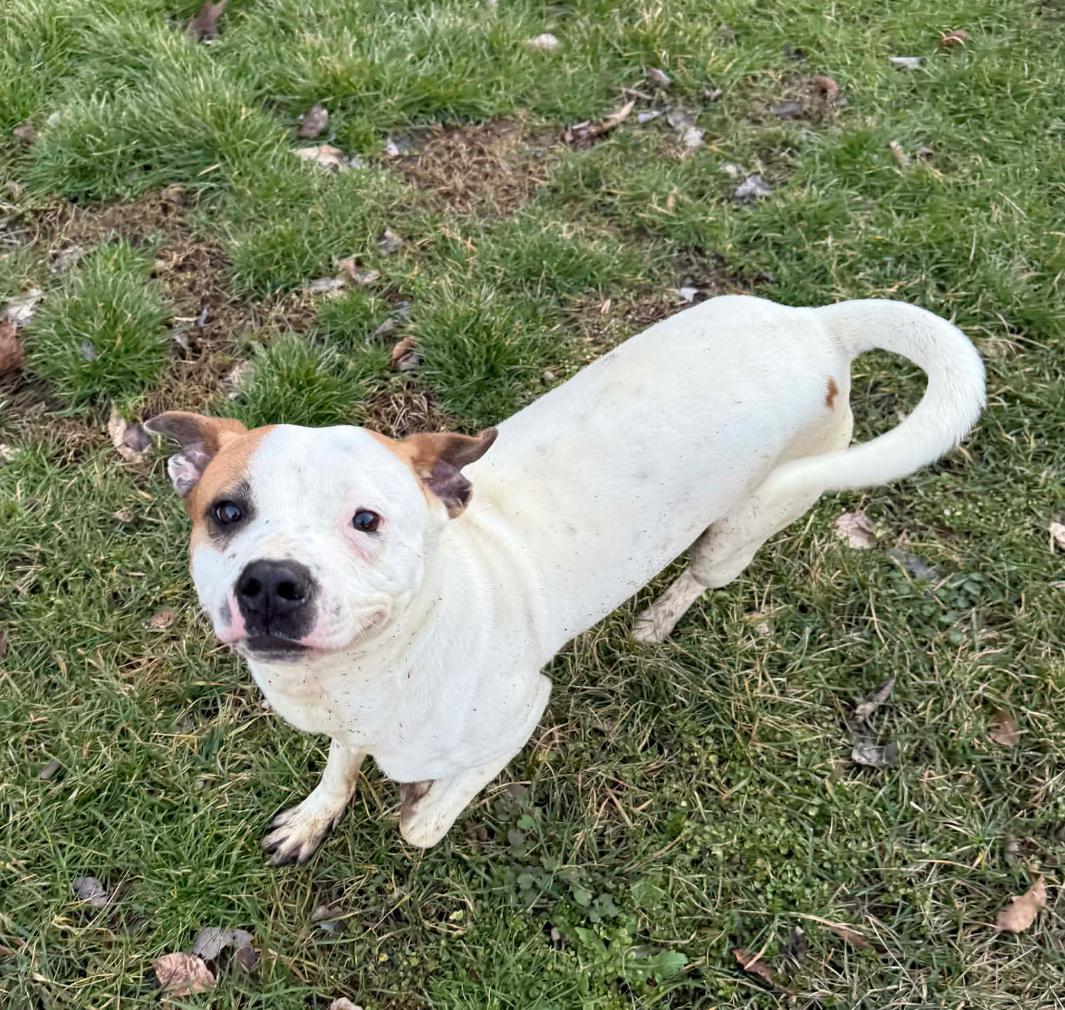 Enlarge Miller, a Adoptable Boxer in Shakopee, MN image 2/3