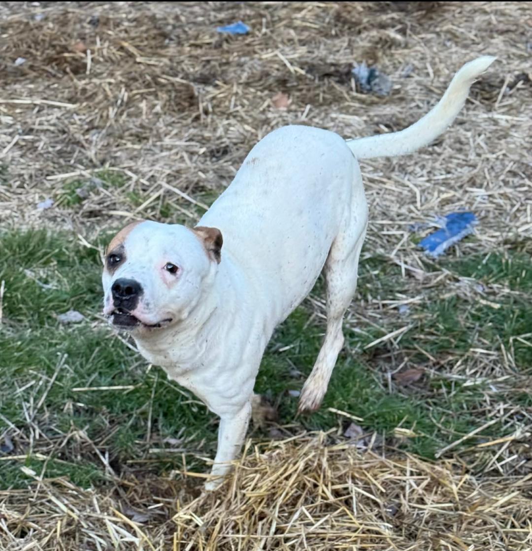 Miller — thumbnail 3