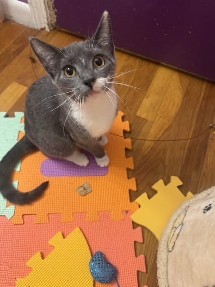 Shelly, Adoptable, Young Female Domestic Short Hair.