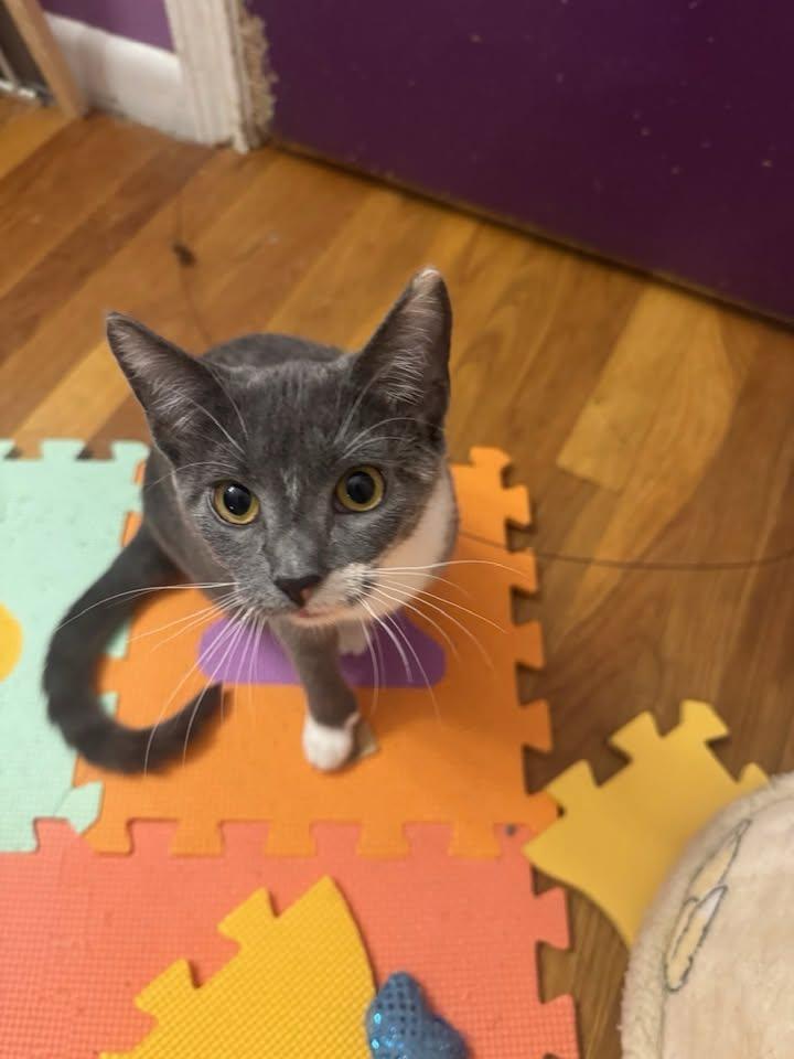 Enlarge Shelly, a Adoptable Domestic Short Hair in Enfield, CT image 2/6
