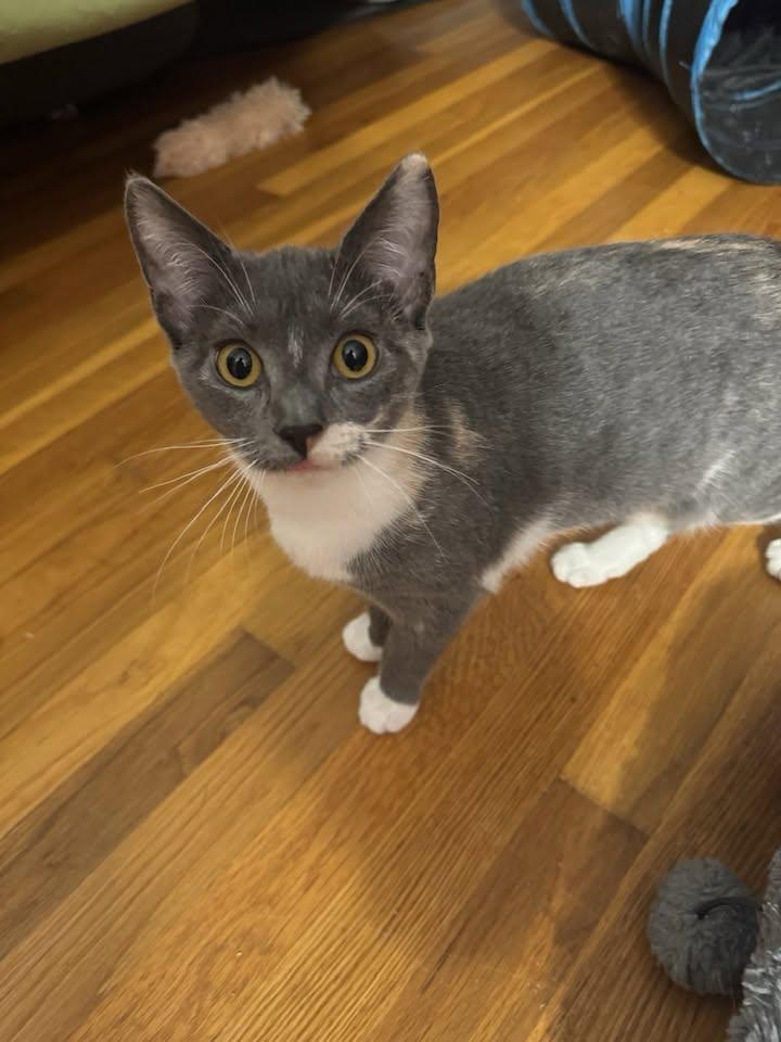 Enlarge Shelly, a Adoptable Domestic Short Hair in Enfield, CT image 3/6