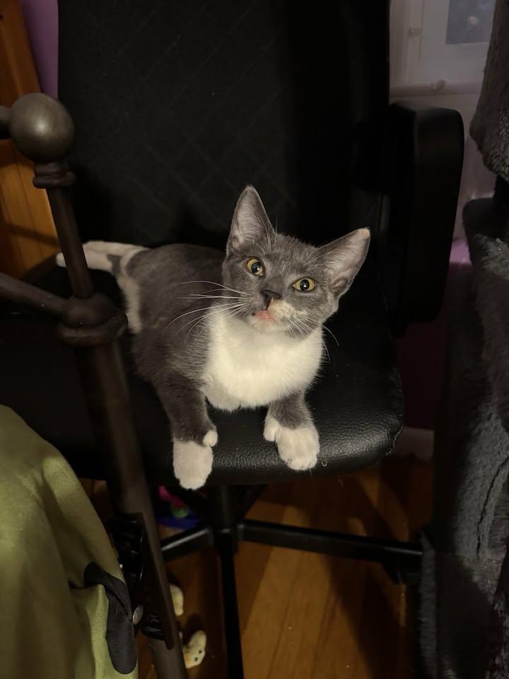 Enlarge Shelly, a Adoptable Domestic Short Hair in Enfield, CT image 4/6
