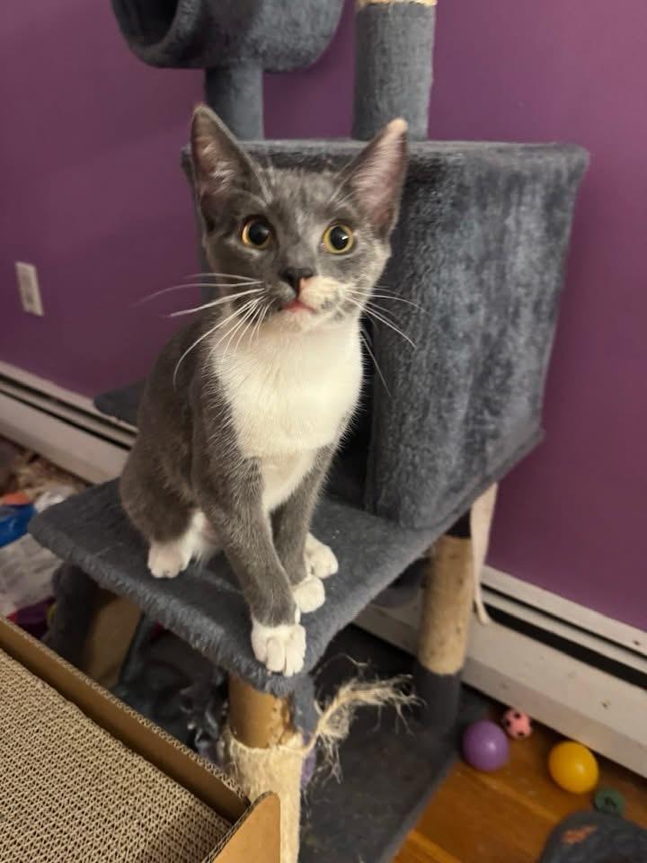 Enlarge Shelly, a Adoptable Domestic Short Hair in Enfield, CT image 5/6
