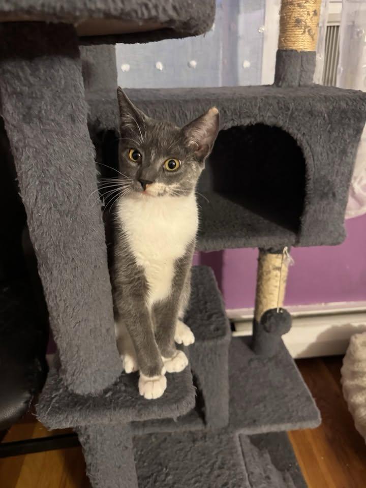 Enlarge Shelly, a Adoptable Domestic Short Hair in Enfield, CT image 6/6