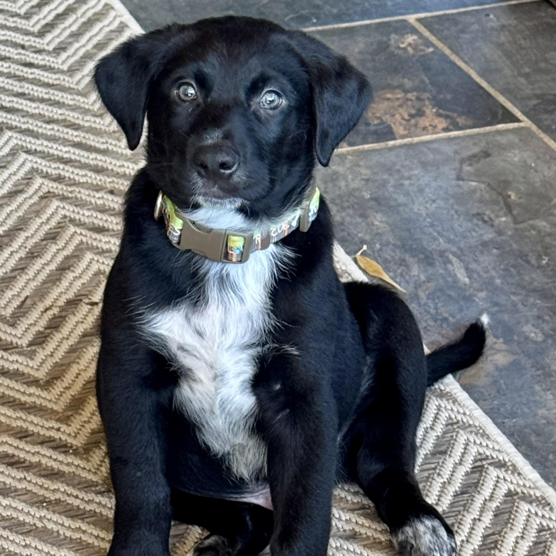 Mister 'Lief', adoptable, Puppy Male Labrador Retriever.