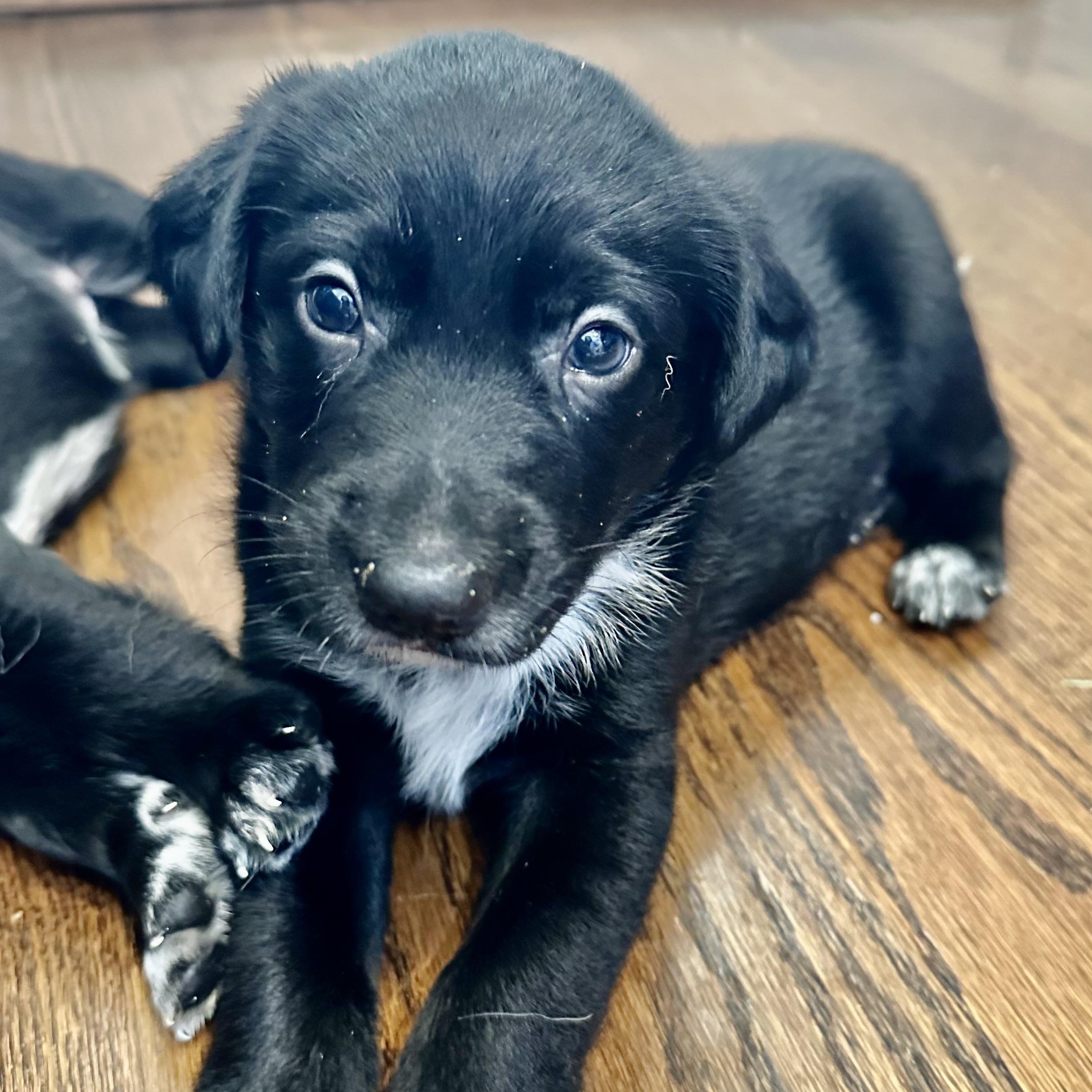 Mister 'Lief', an adoptable mixed breed in Thompson's Station, TN image 2/3