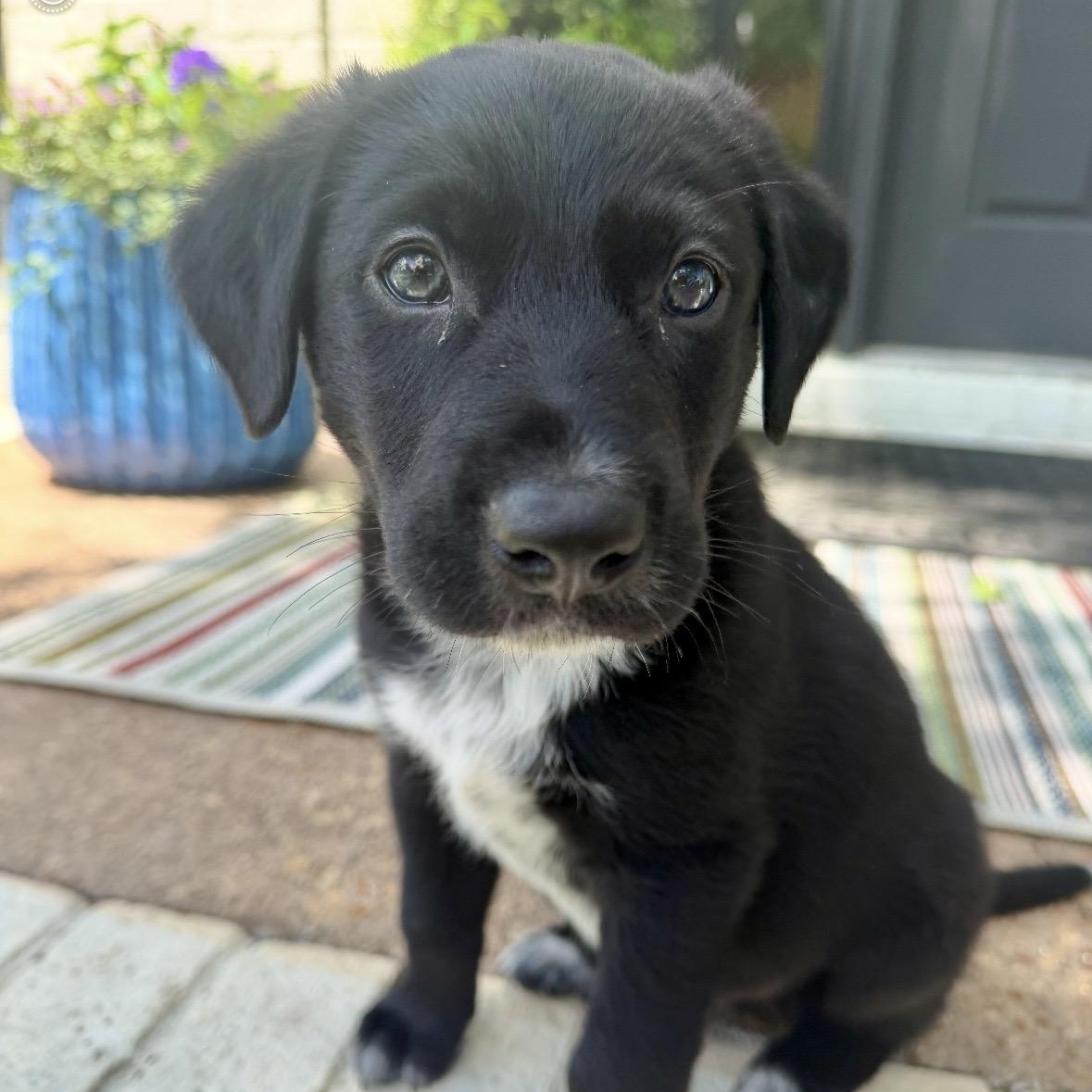 Mister 'Lief', an adoptable mixed breed in Thompson's Station, TN image 1/3