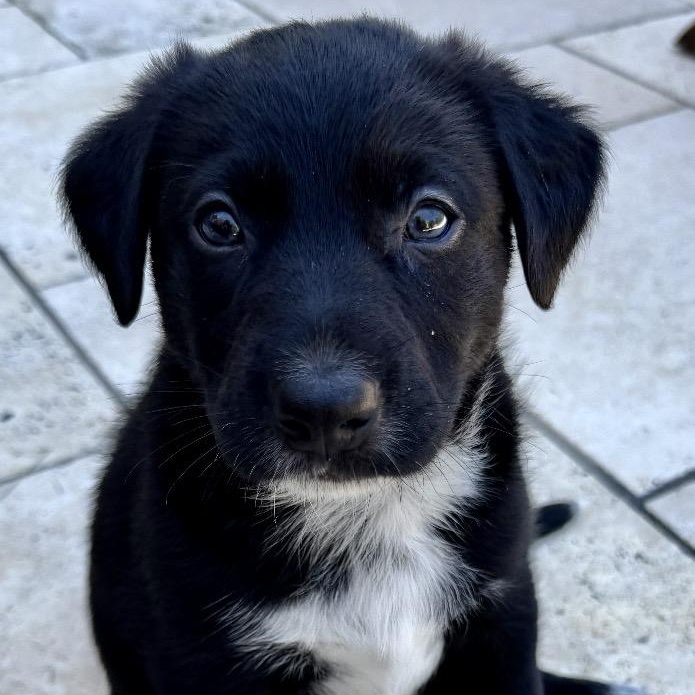 Mister 'Lief', an adoptable mixed breed in Thompson's Station, TN image 3/3