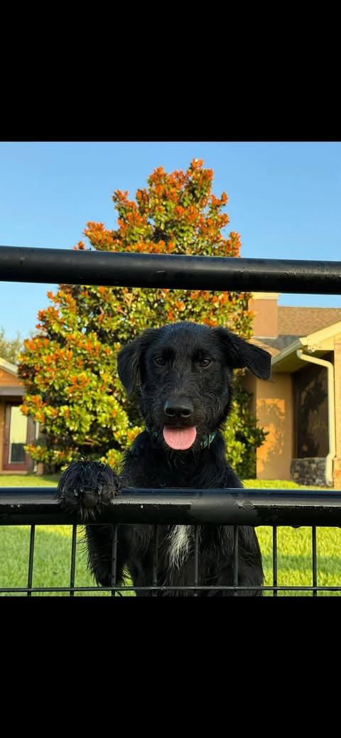 Wanda, Adopted, Young Female Labrador Retriever.