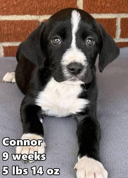 Connor, adoptable, Young Male Retriever.