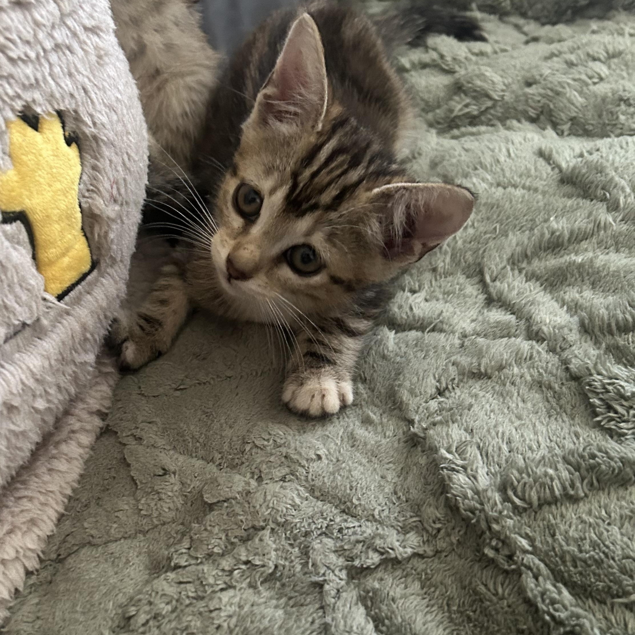 Bunny, a Adoptable mixed breed in Humacao, PR image 2/6