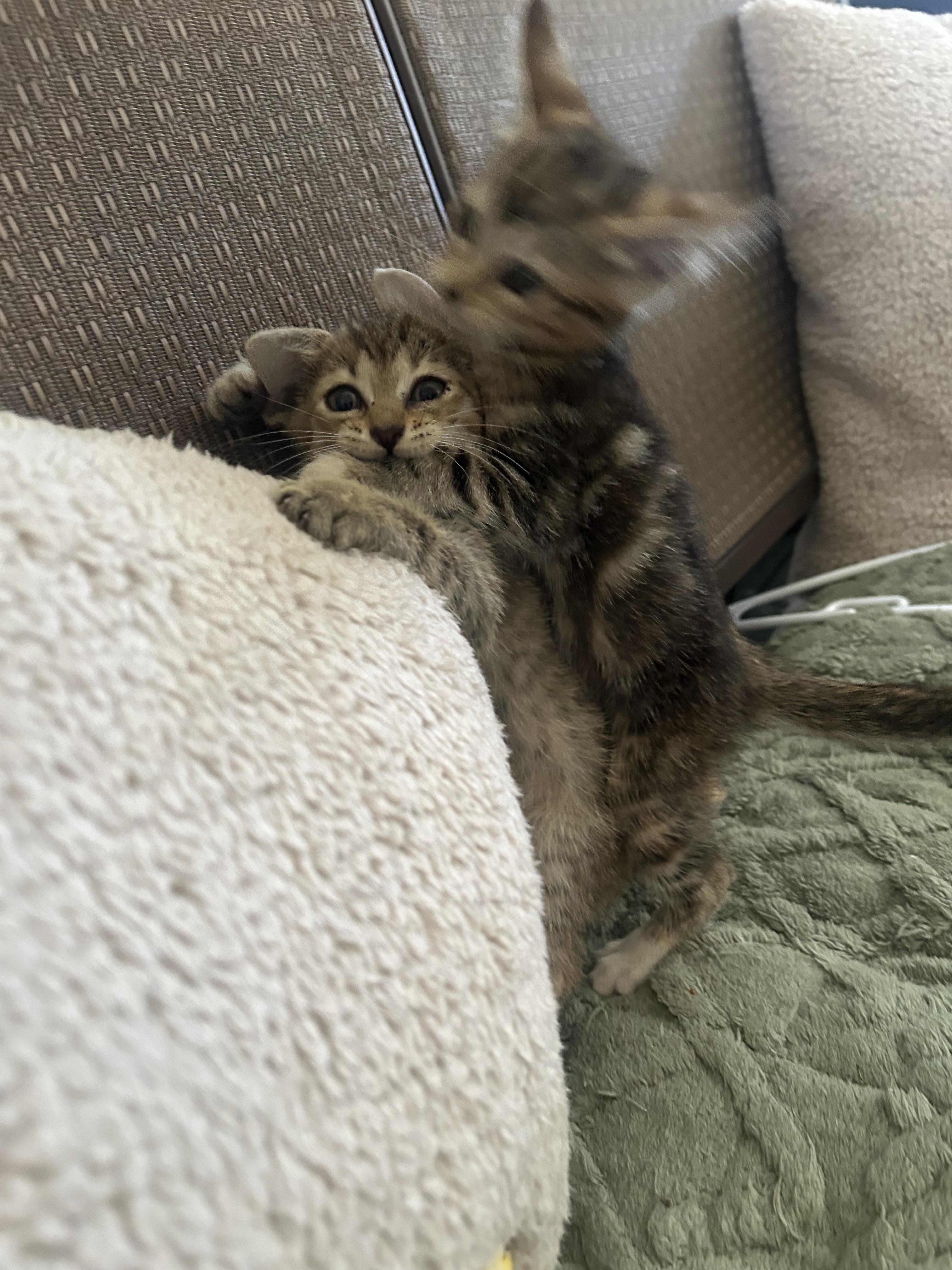 Bunny, a Adoptable mixed breed in Humacao, PR image 3/6