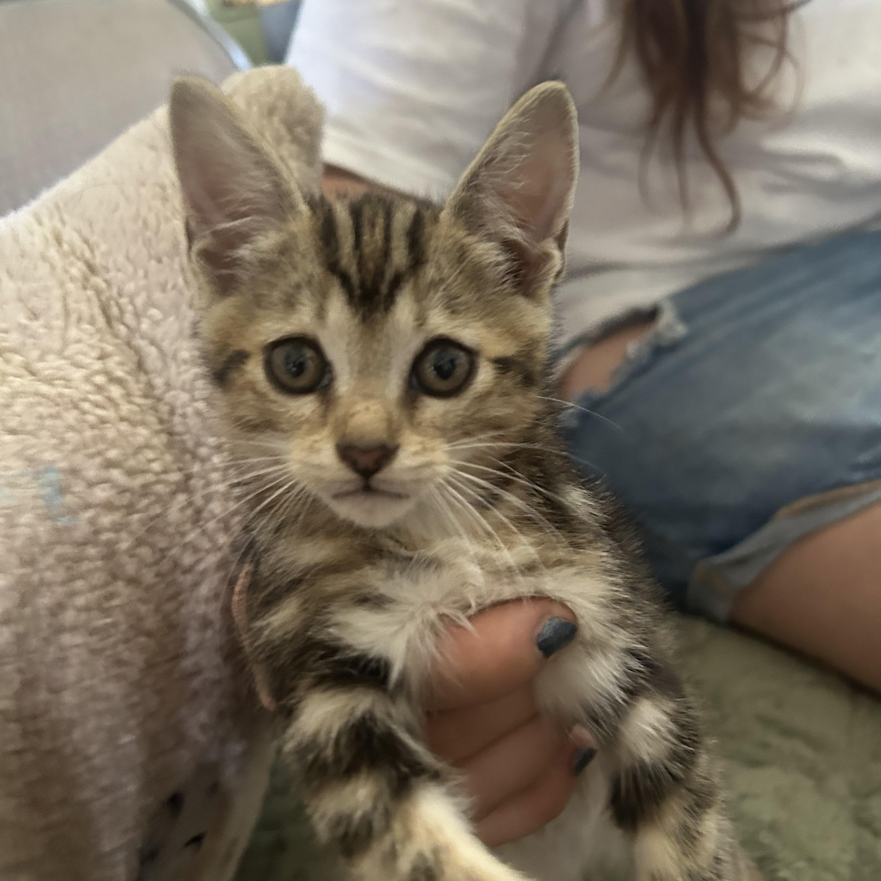 Bunny, Adoptable, Kitten Female Egyptian Mau & Bengal.