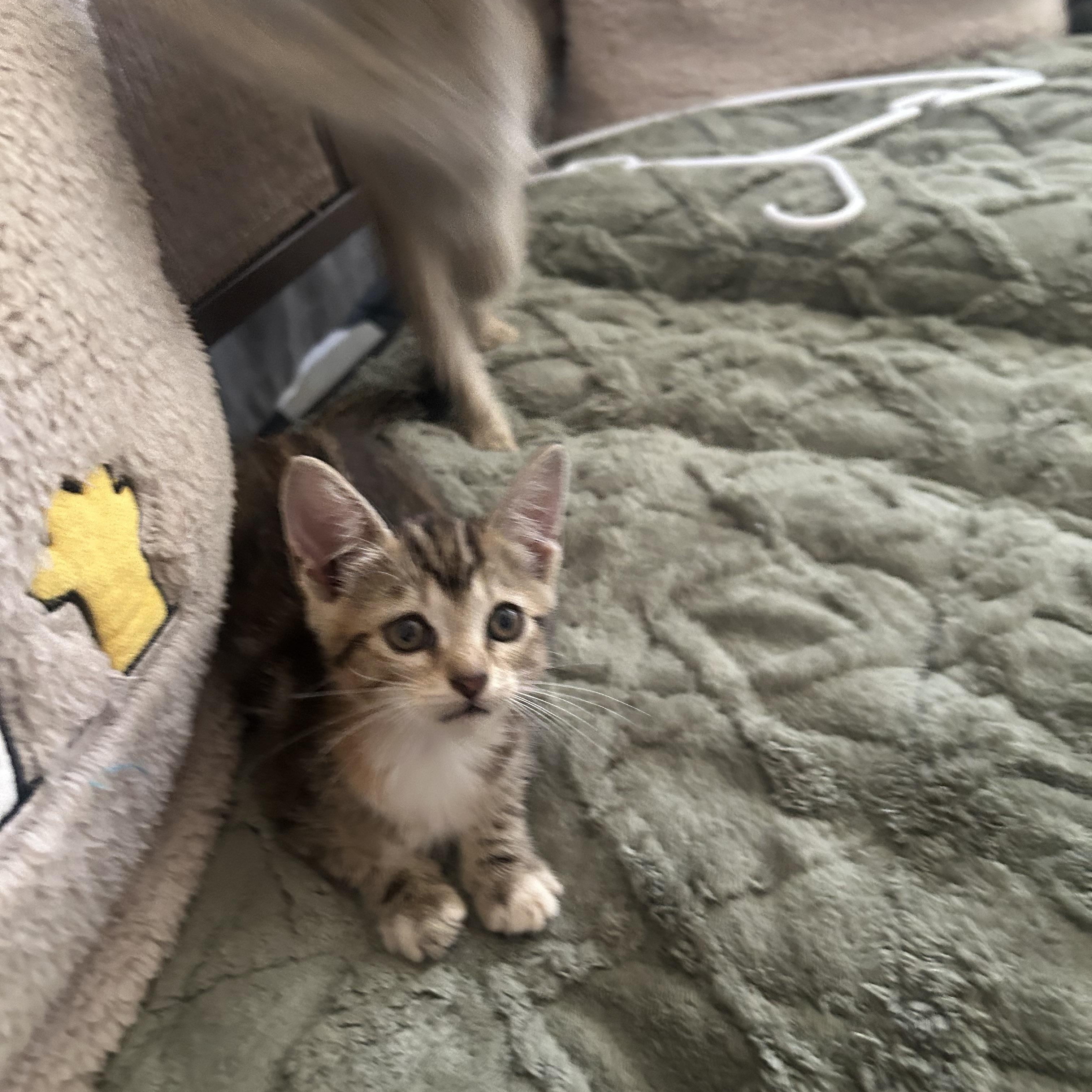 Bunny, a Adoptable mixed breed in Humacao, PR image 4/6