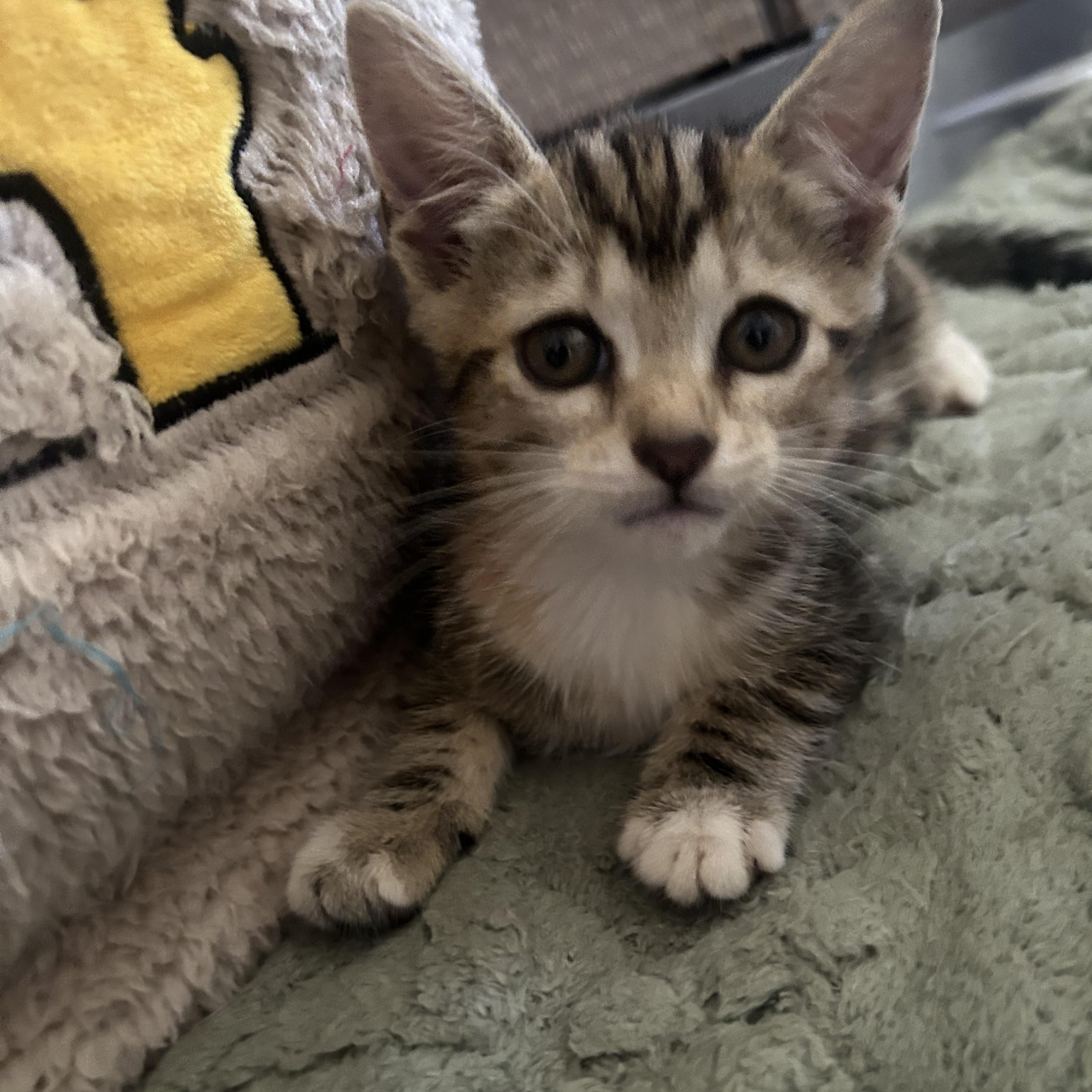 Bunny, a Adoptable mixed breed in Humacao, PR image 5/6