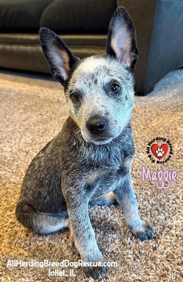 Maggie, adopted, Puppy Female Australian Cattle Dog / Blue Heeler.