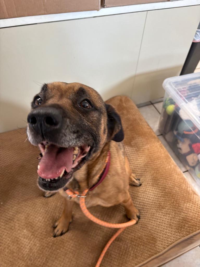 Silvermist, Adoptable, Adult Female Mastiff & Pit Bull Terrier.