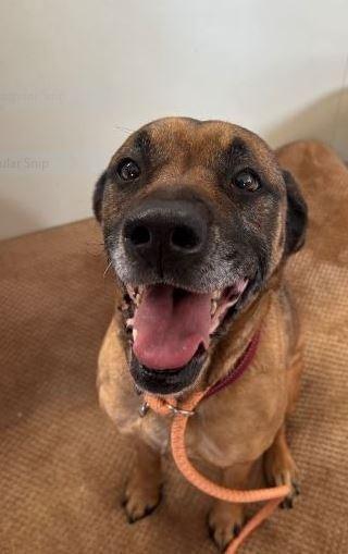 Silvermist, Adoptable, Adult Female Mastiff & Pit Bull Terrier.