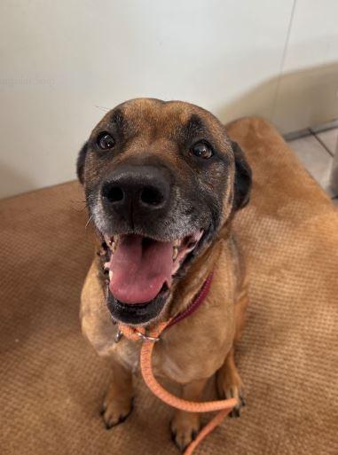 Enlarge Silvermist, a Adoptable mixed breed in Waverly, NY image 2/6