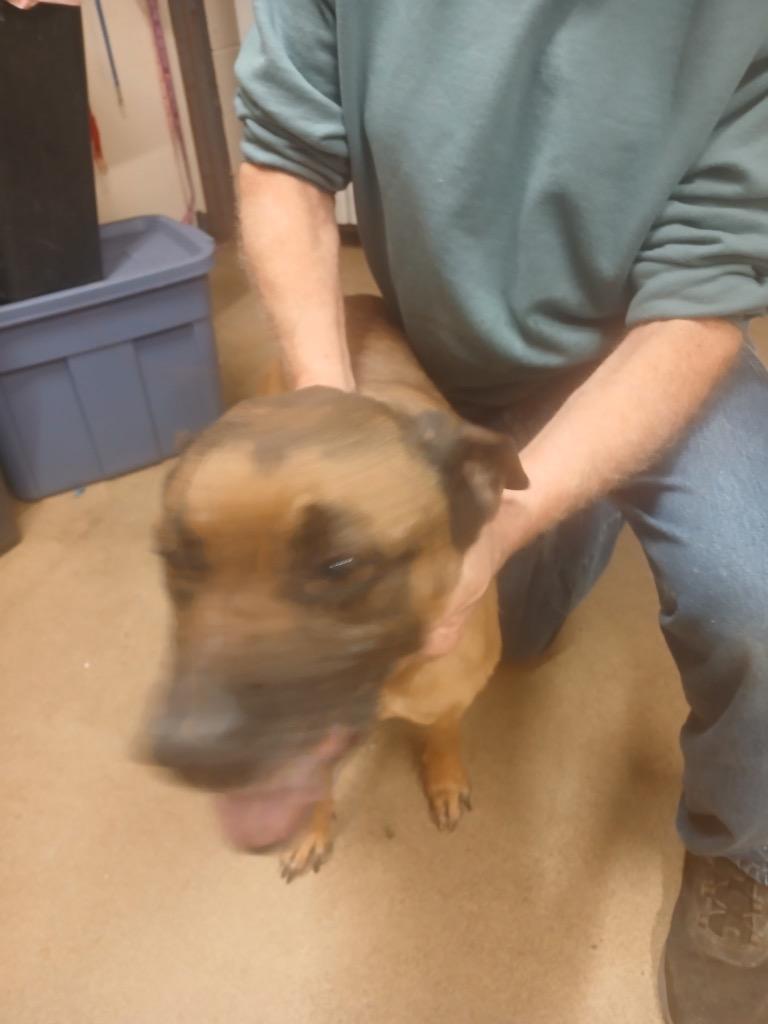 Silvermist (Maroon), Adoptable, Adult Female Mastiff & Pit Bull Terrier.