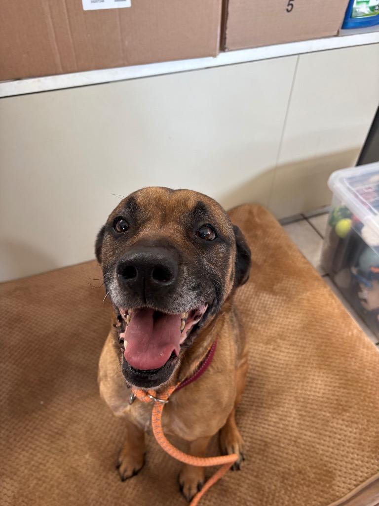 Enlarge Silvermist, a Adoptable mixed breed in Waverly, NY image 3/6