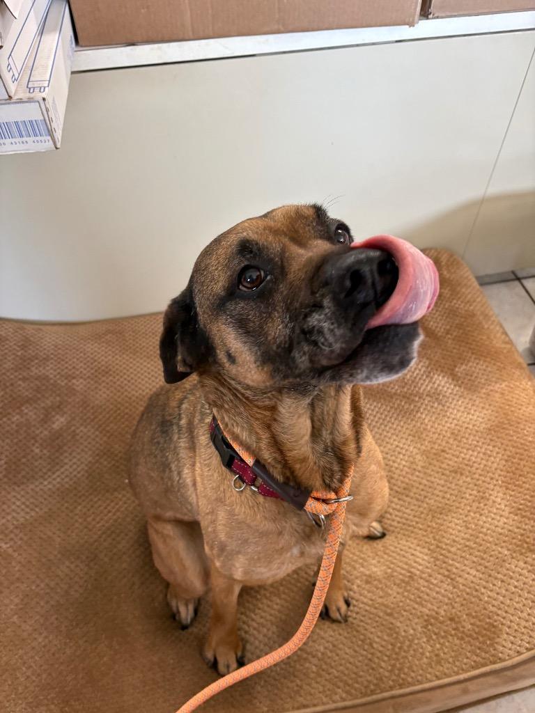 Enlarge Silvermist, a Adoptable mixed breed in Waverly, NY image 5/6