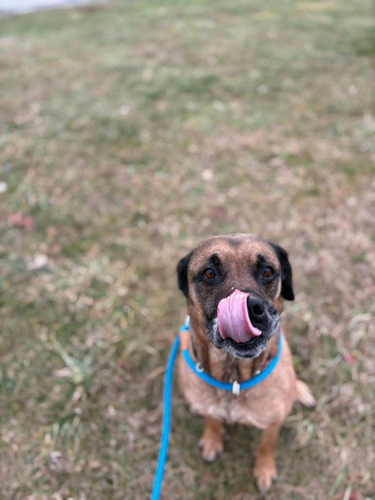 Enlarge Silvermist, a Adoptable mixed breed in Waverly, NY image 6/6