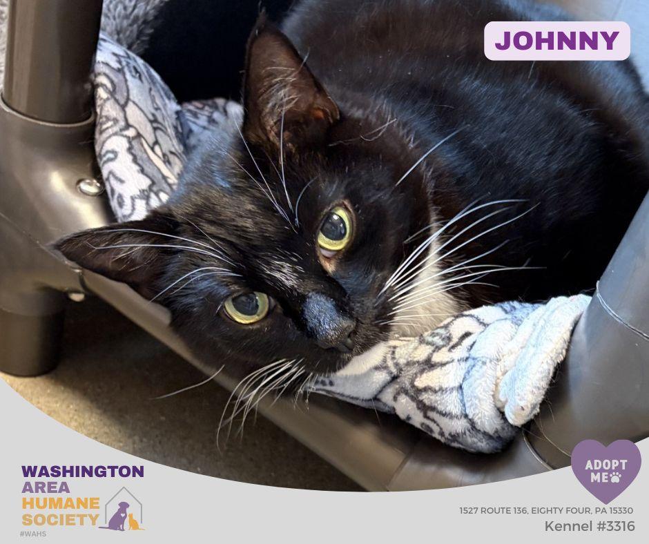 Johnny, ADOPTABLE, Adult Male Domestic Short Hair.